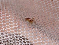 Araniella