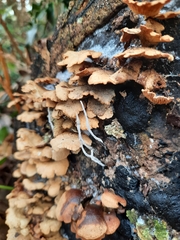 Agaricomycetidae
