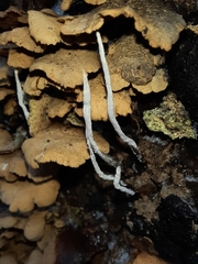 Agaricomycetidae