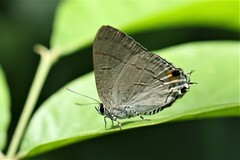 Hypolycaena erylus
