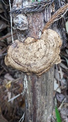 Coriolopsis strumosa