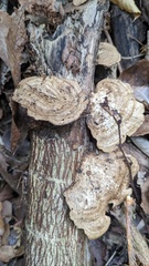 Coriolopsis strumosa