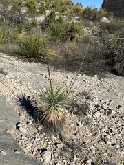 Yucca reverchonii