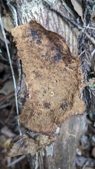 Coriolopsis strumosa