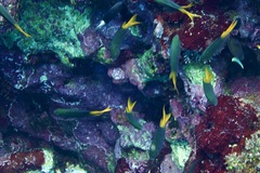 Neopomacentrus azysron