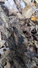 Hypoxylon