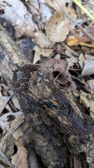 Hypoxylon