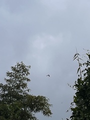 Spilornis cheela