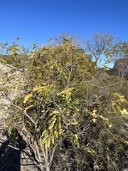 Leucaena retusa