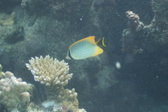 Chaetodon trifascialis