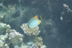 Chaetodon trifascialis