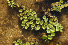 Salvinia molesta