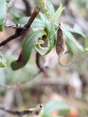 Evergestis isatidalis