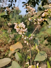 Derris trifoliata