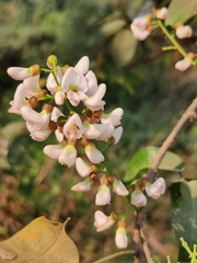 Derris trifoliata
