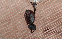 Hoplia
