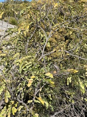 Leucaena retusa