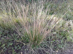 Festuca ovina