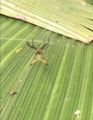 Micrathena crassispina