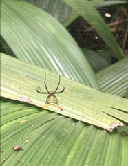 Micrathena crassispina