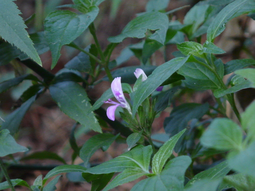 Thorowax Foldwing (Dicliptera bupleuroides)