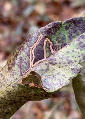 Stigmella betulicola