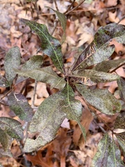 Stigmella betulicola