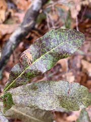 Stigmella betulicola