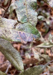 Stigmella betulicola