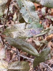 Stigmella betulicola