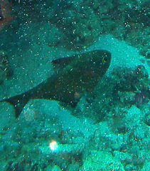 Pempheris vanicolensis