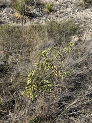 Leucaena retusa