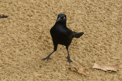 Quiscalus lugubris