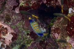 Pygoplites diacanthus