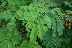 Delonix regia