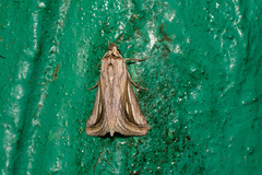 Schistorhynx argentistriga