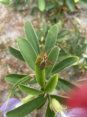 Crinocerus sanctus