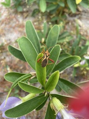 Crinocerus sanctus
