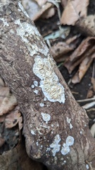 Lopharia cinerascens