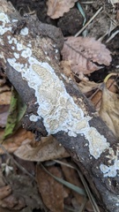 Lopharia cinerascens
