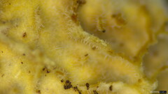 Lopharia cinerascens