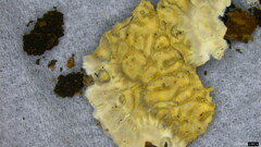 Lopharia cinerascens
