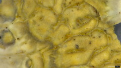 Lopharia cinerascens
