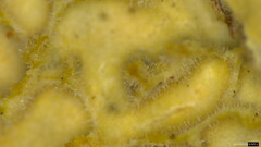 Lopharia cinerascens