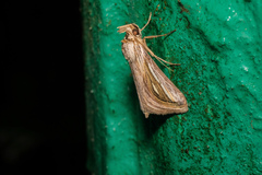 Schistorhynx argentistriga