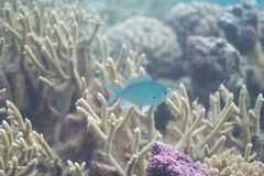 Chromis atripectoralis