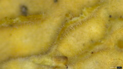 Lopharia cinerascens