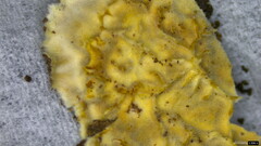 Lopharia cinerascens
