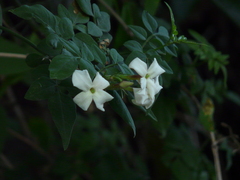 Jasminum officinale
