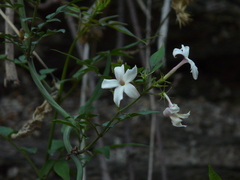 Jasminum officinale